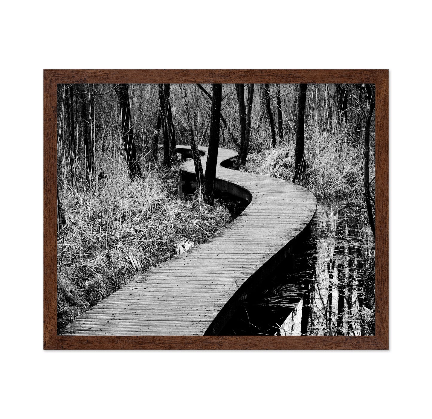 Forest Boardwalk