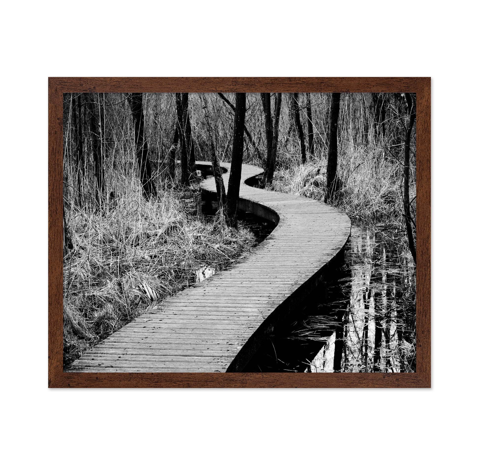 Forest Boardwalk
