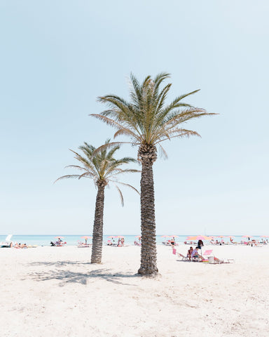 Beach Palm Scene