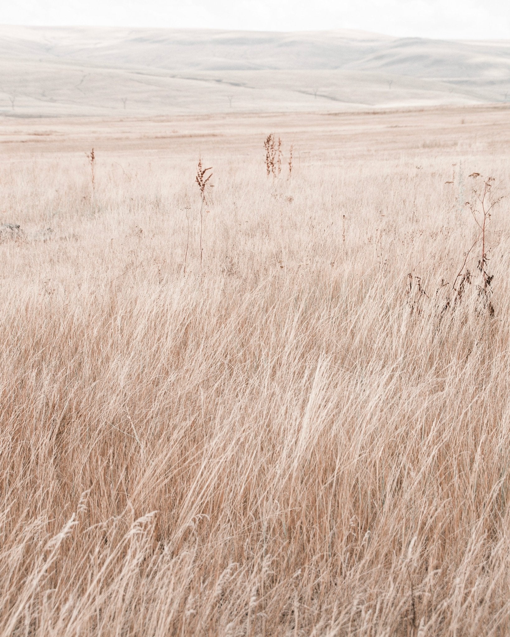 Mountain Grassland