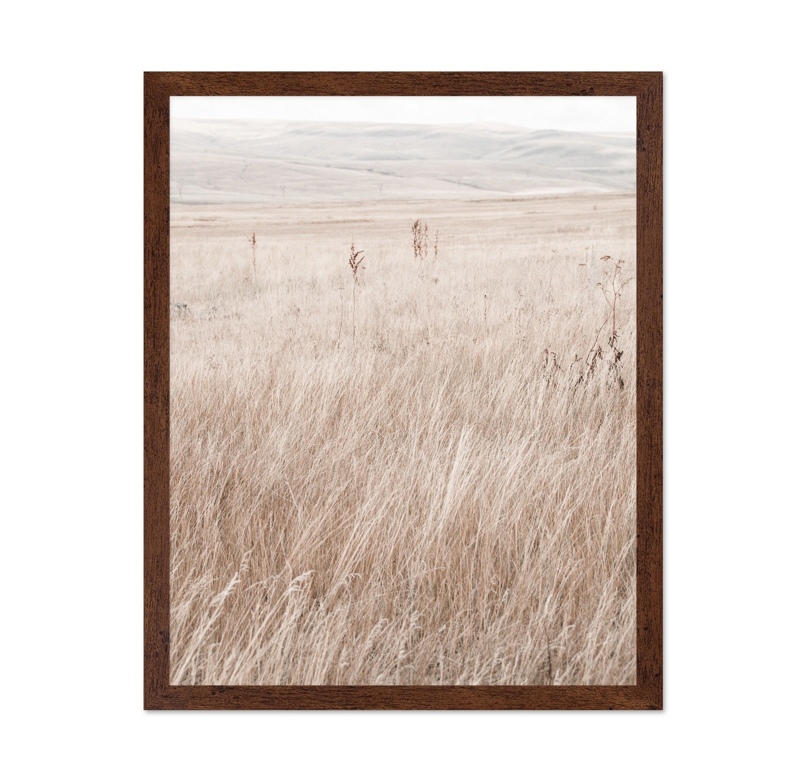 Mountain Grassland