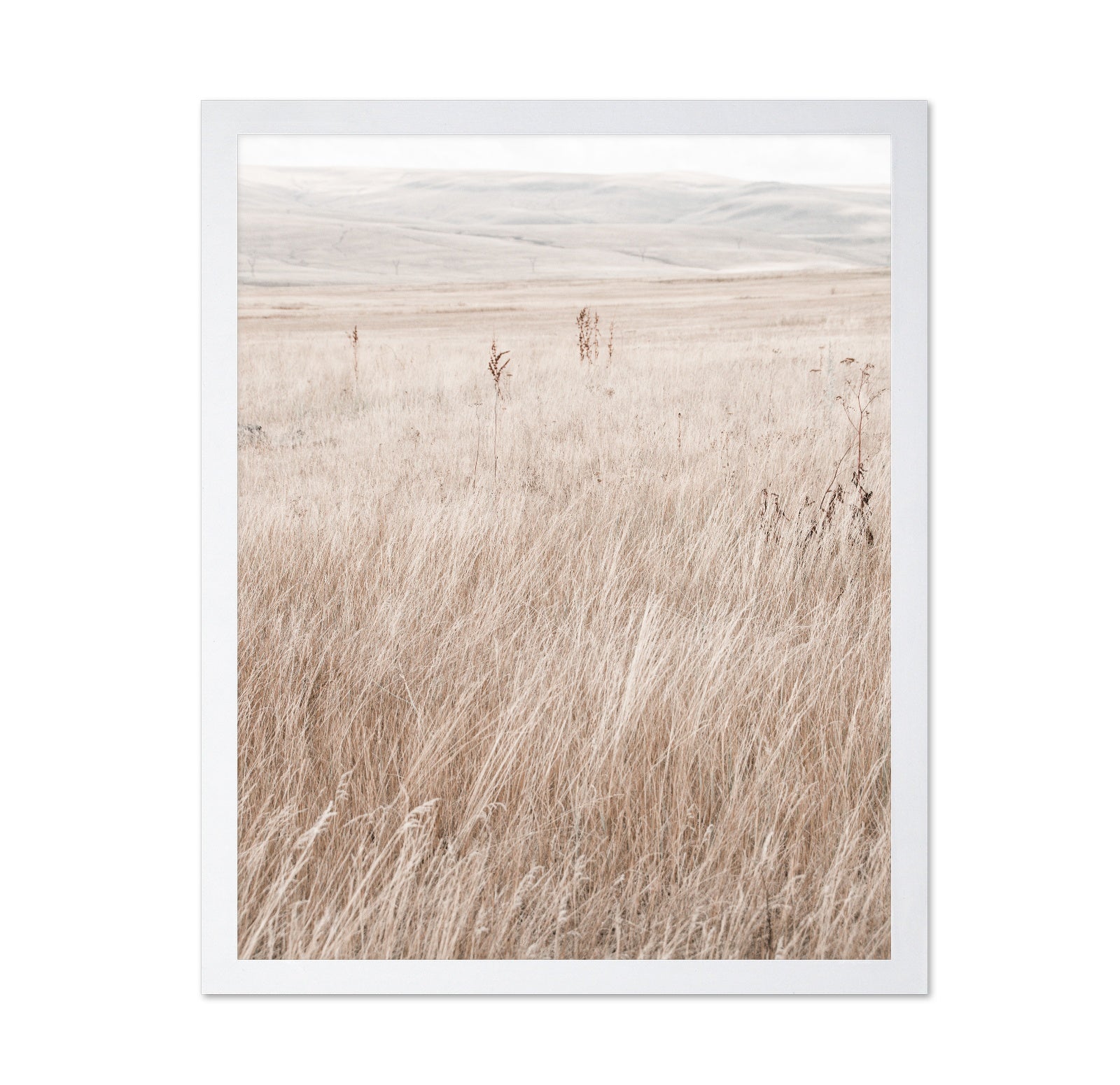 Mountain Grassland
