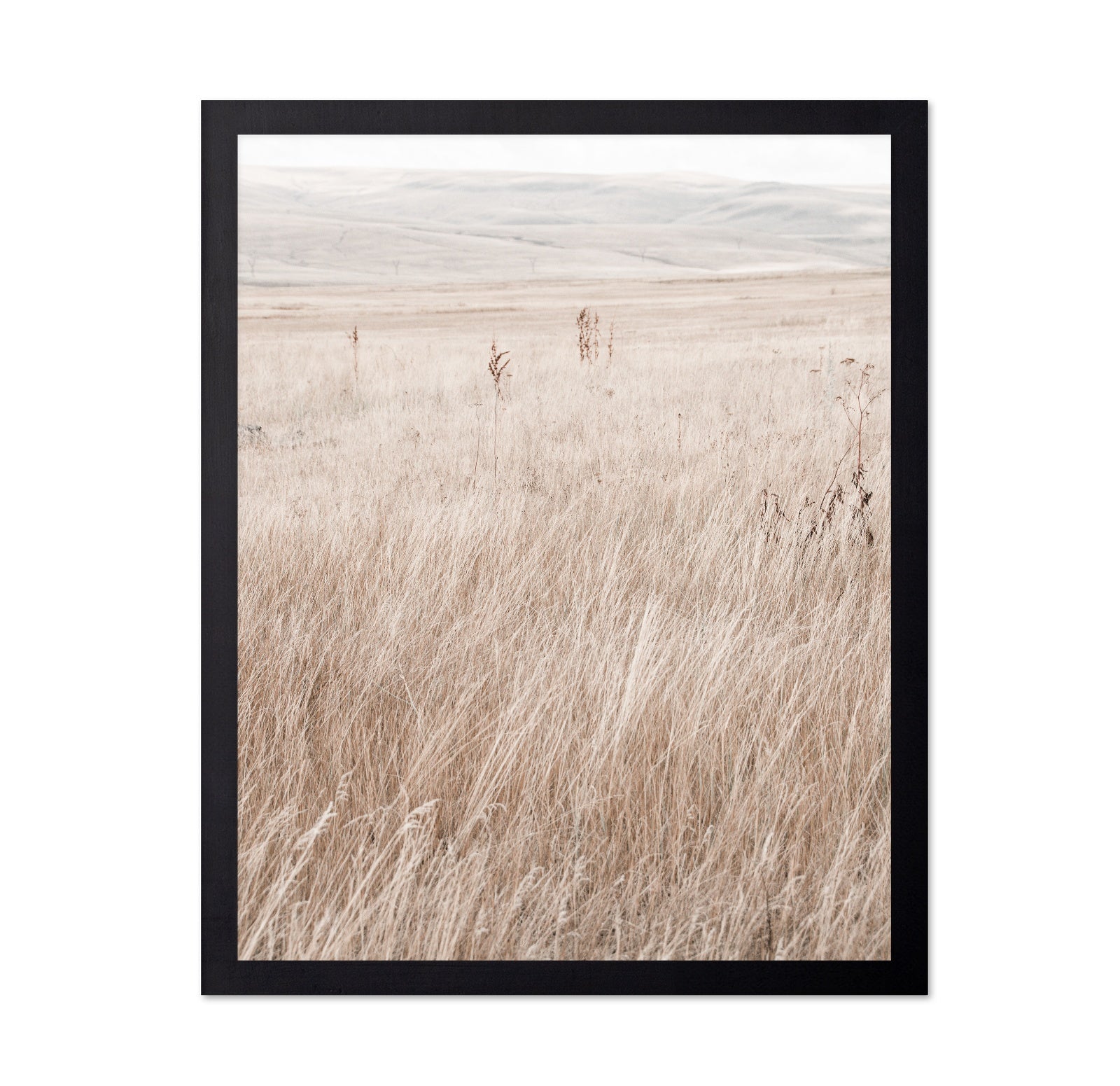 Mountain Grassland