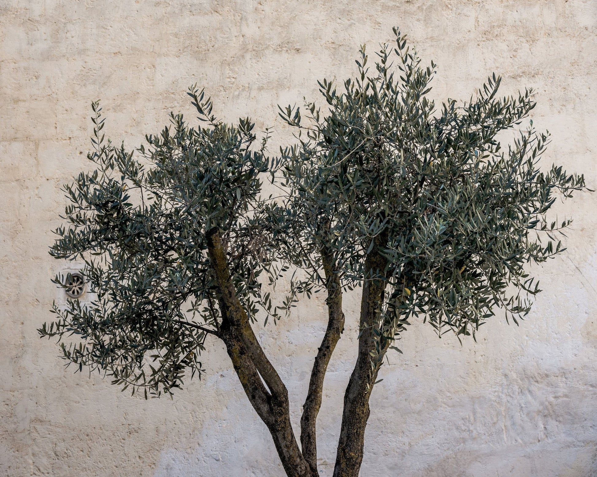 Olive Tree Minimal