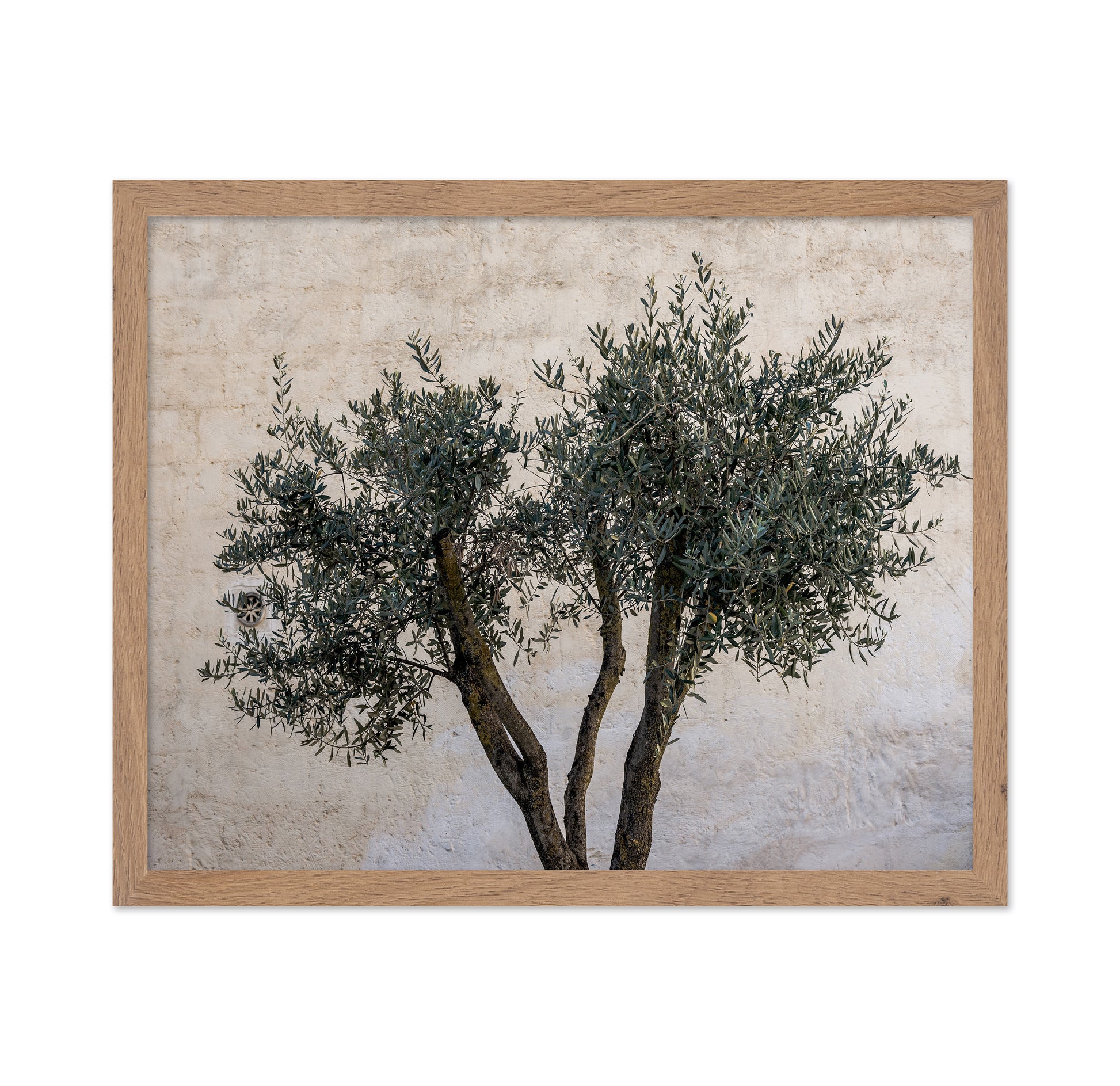 Olive Tree Minimal
