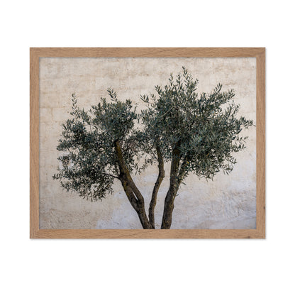 Olive Tree Minimal