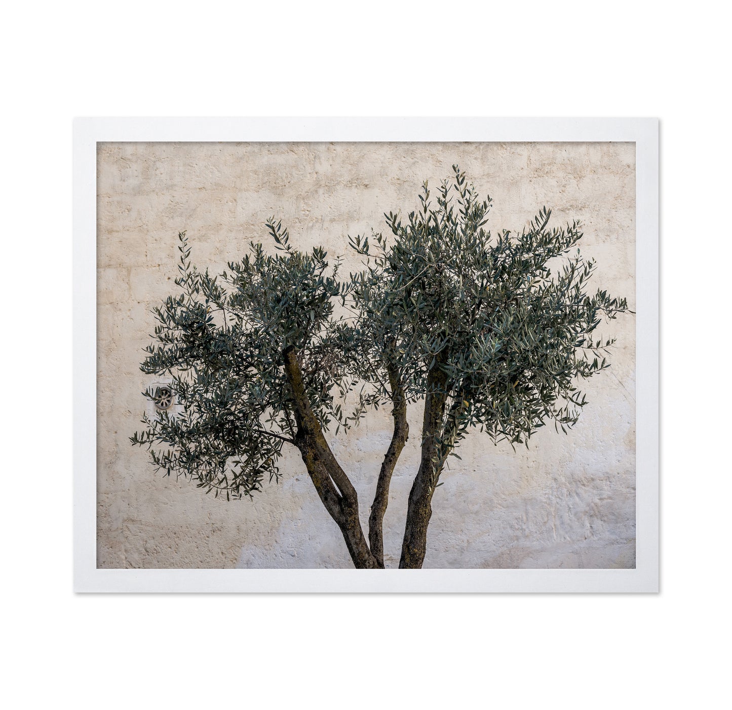 Olive Tree Minimal
