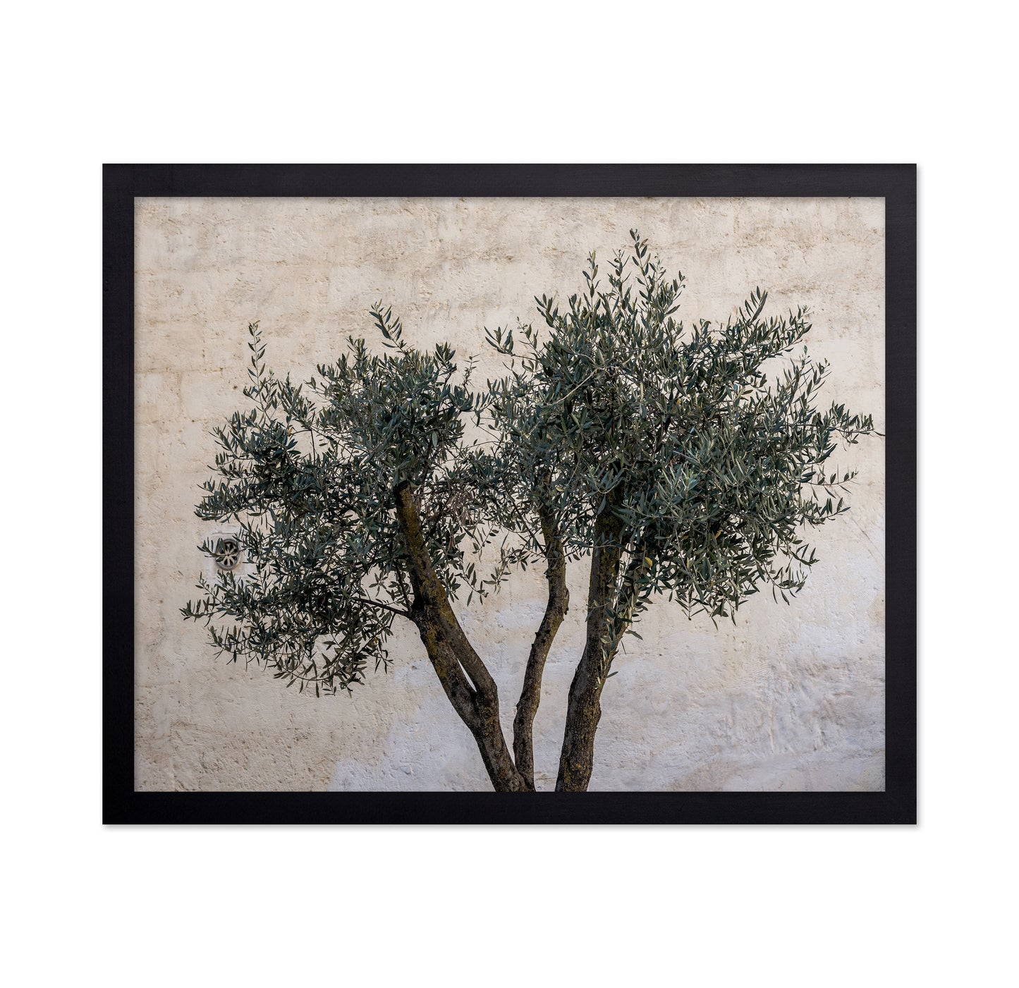 Olive Tree Minimal