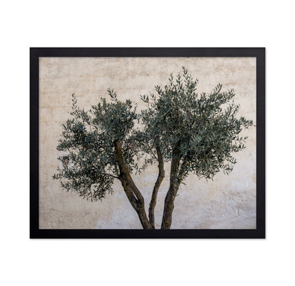 Olive Tree Minimal