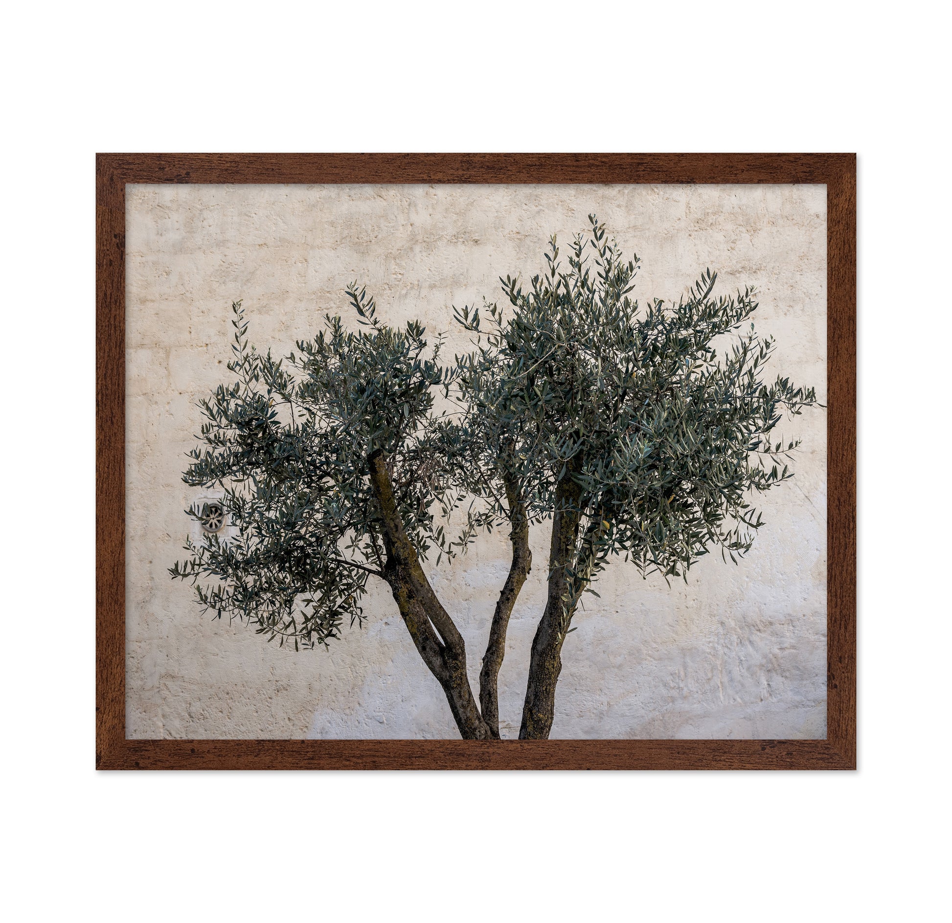 Olive Tree Minimal