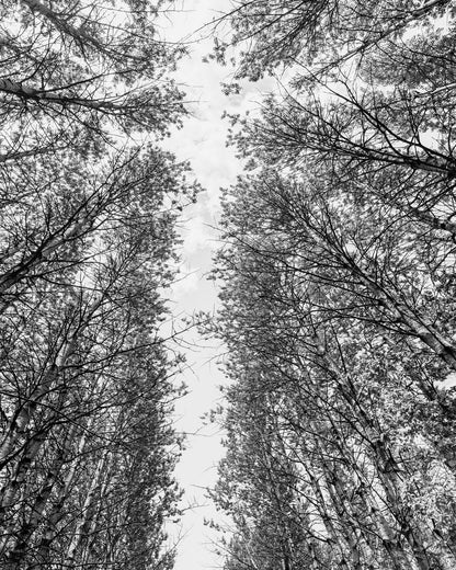 Skyward Forest