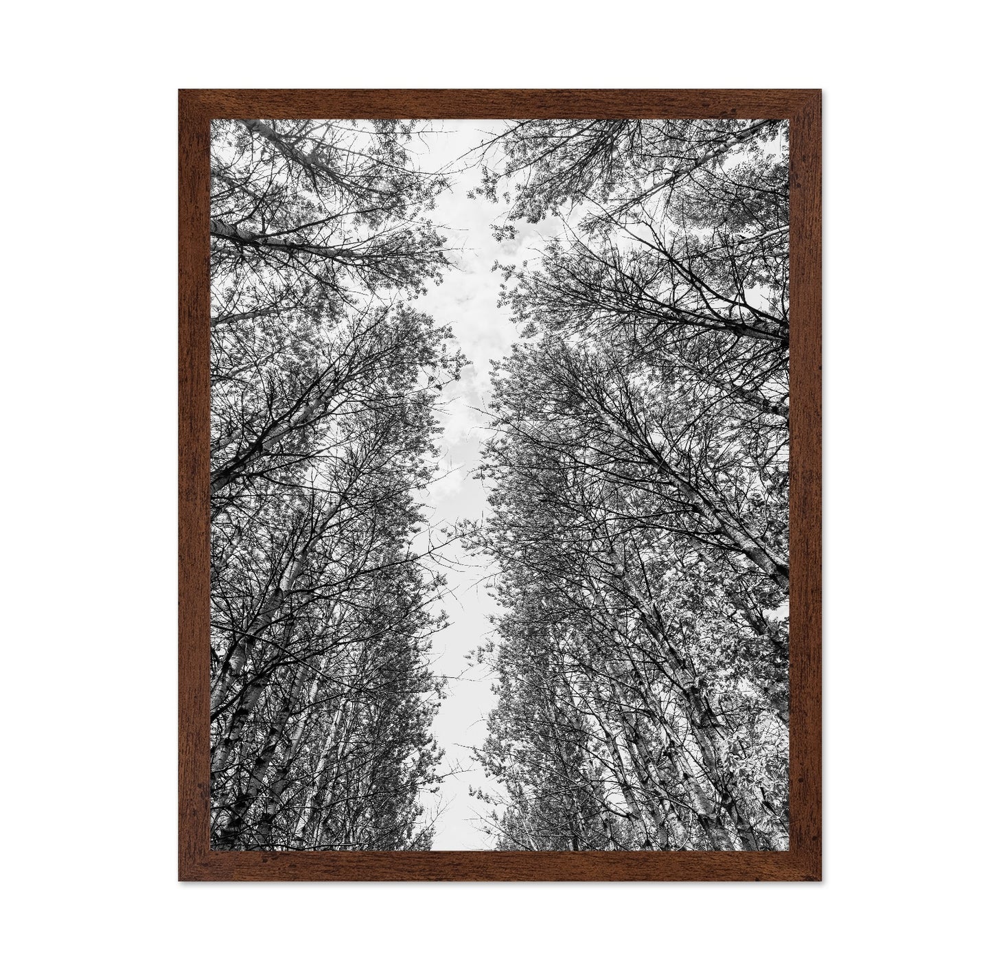 Skyward Forest