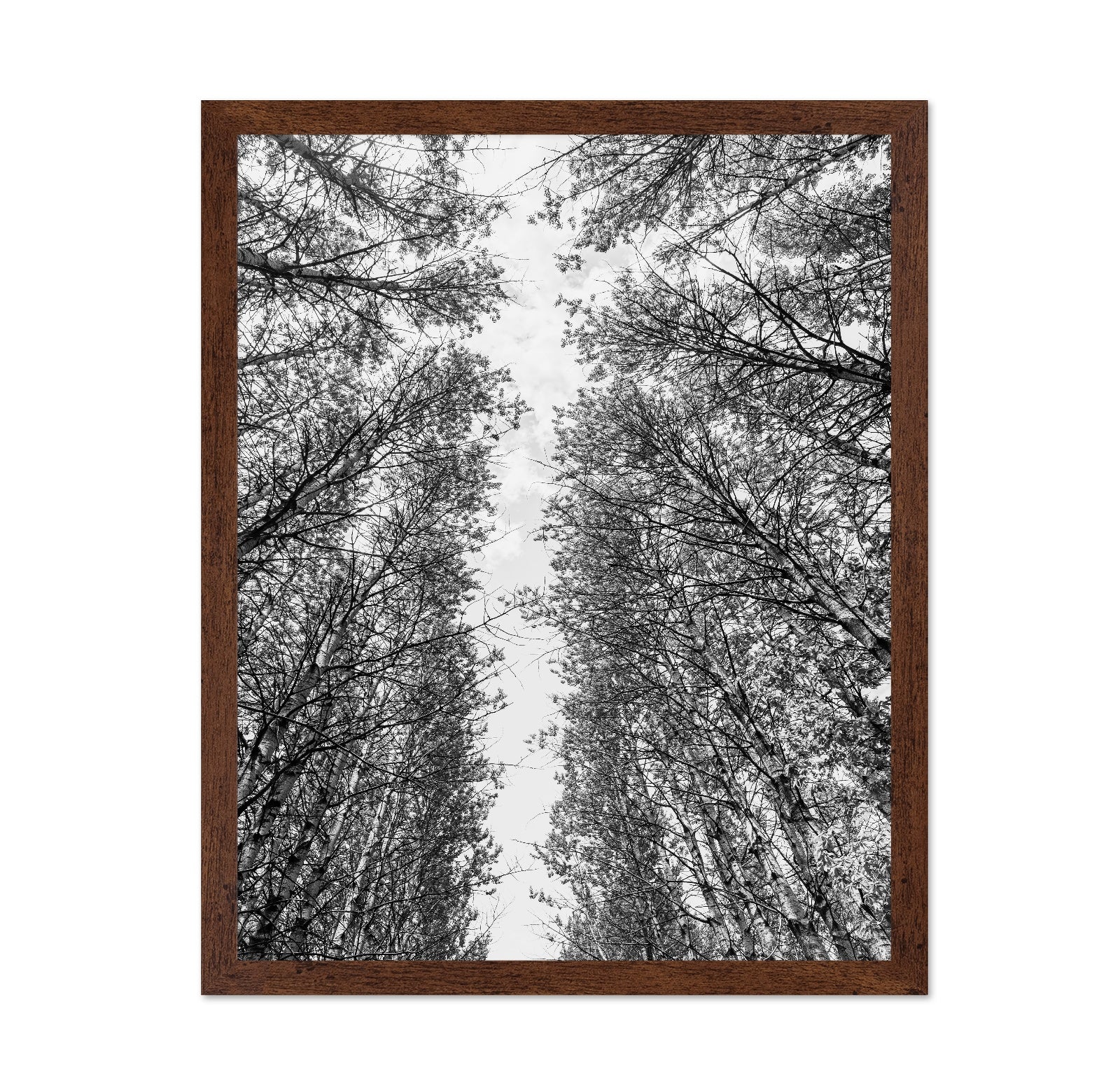 Skyward Forest
