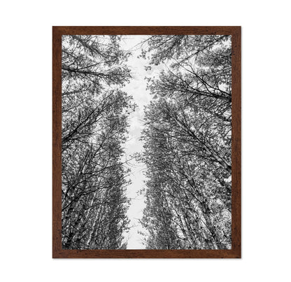 Skyward Forest