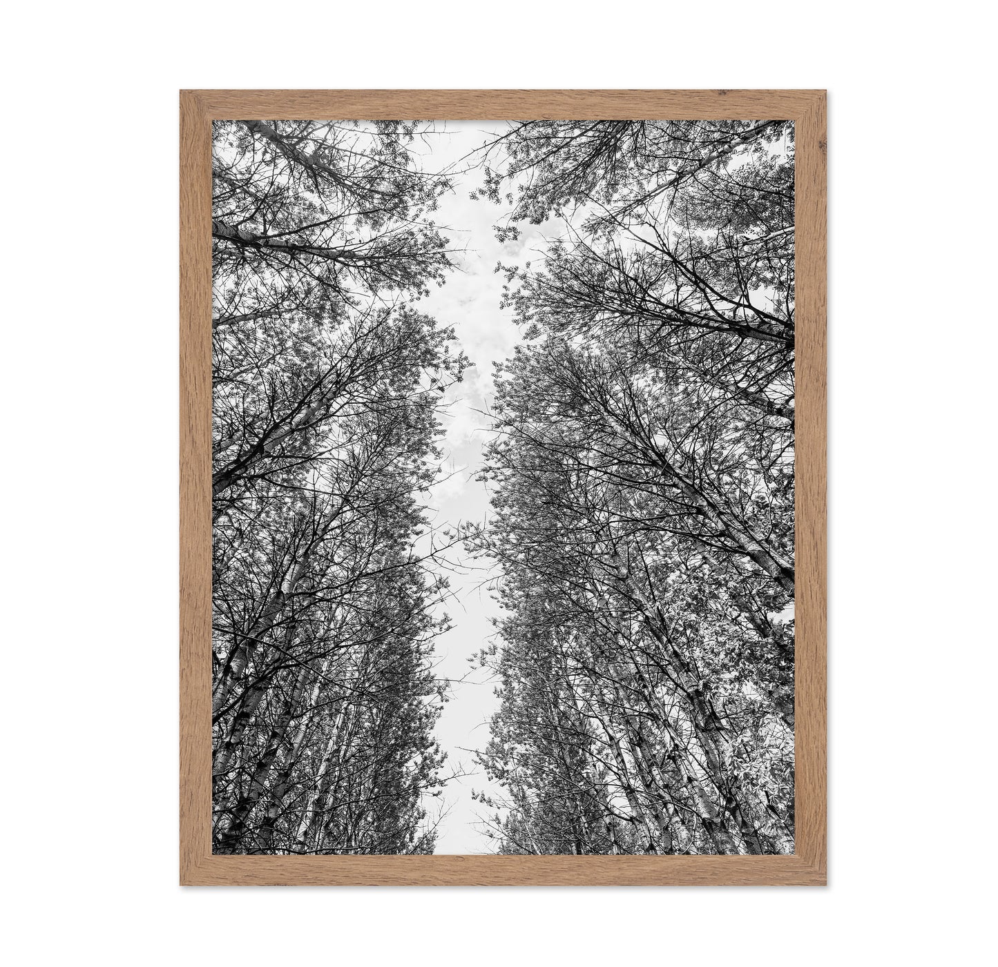 Skyward Forest