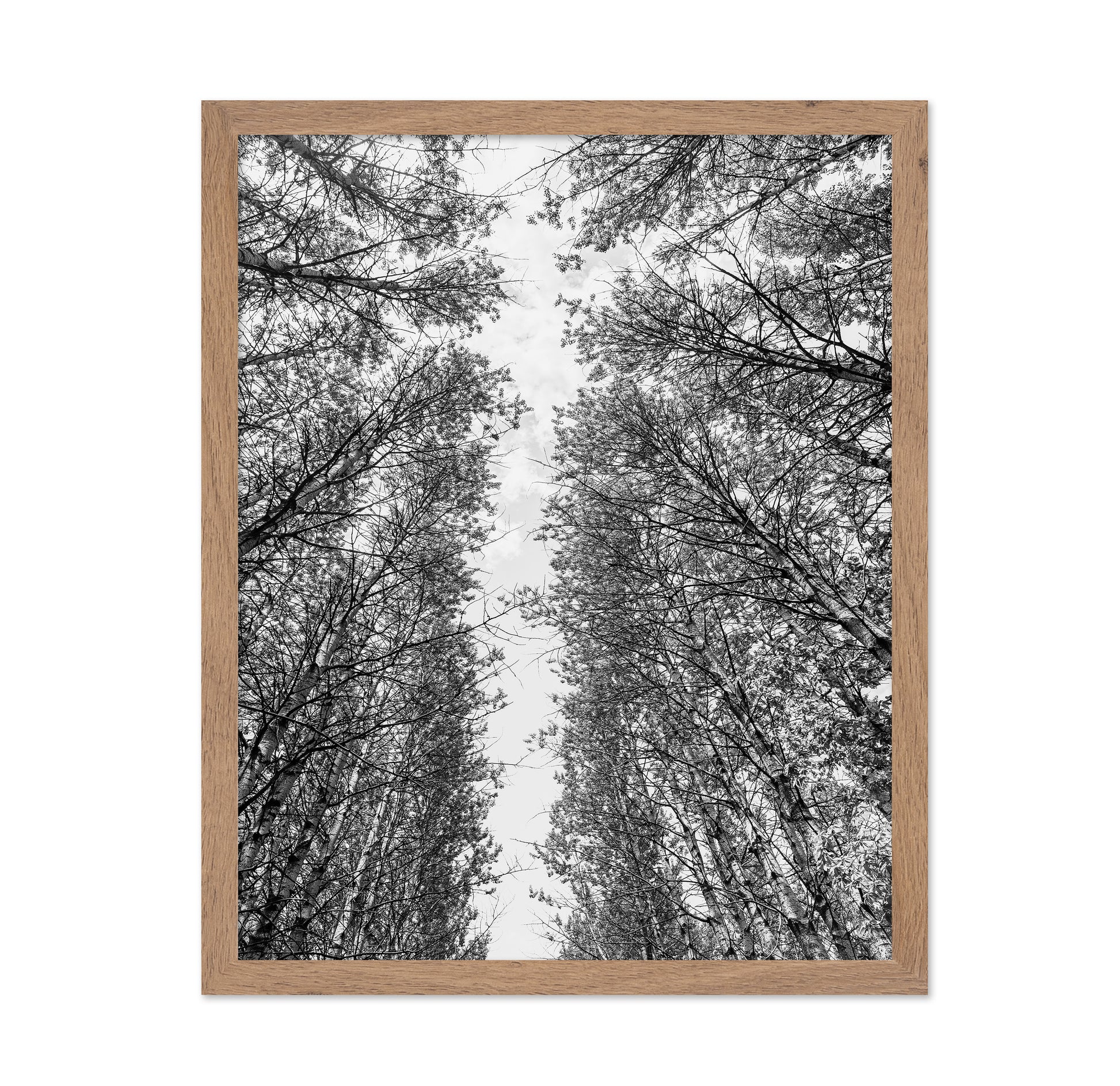 Skyward Forest