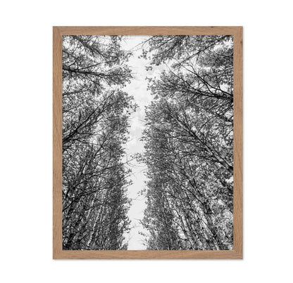 Skyward Forest