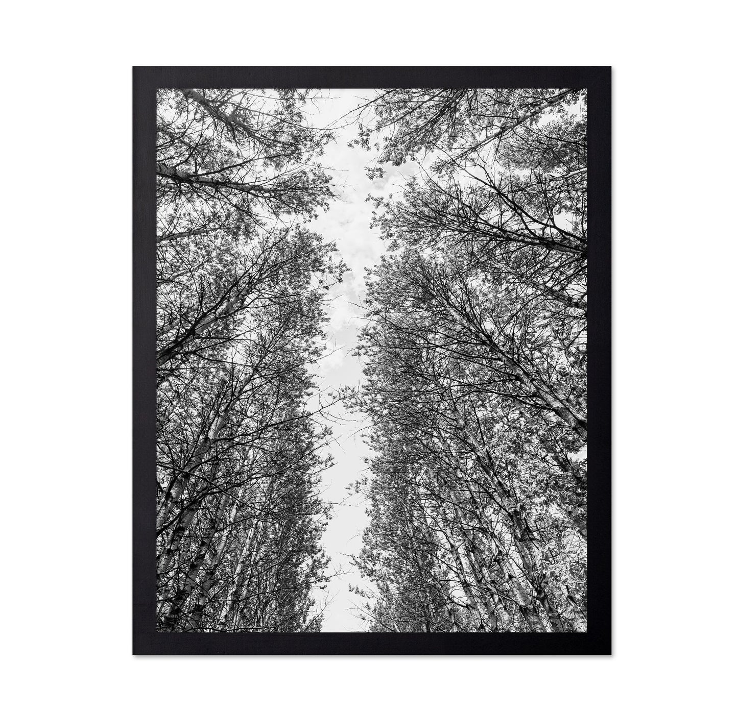 Skyward Forest