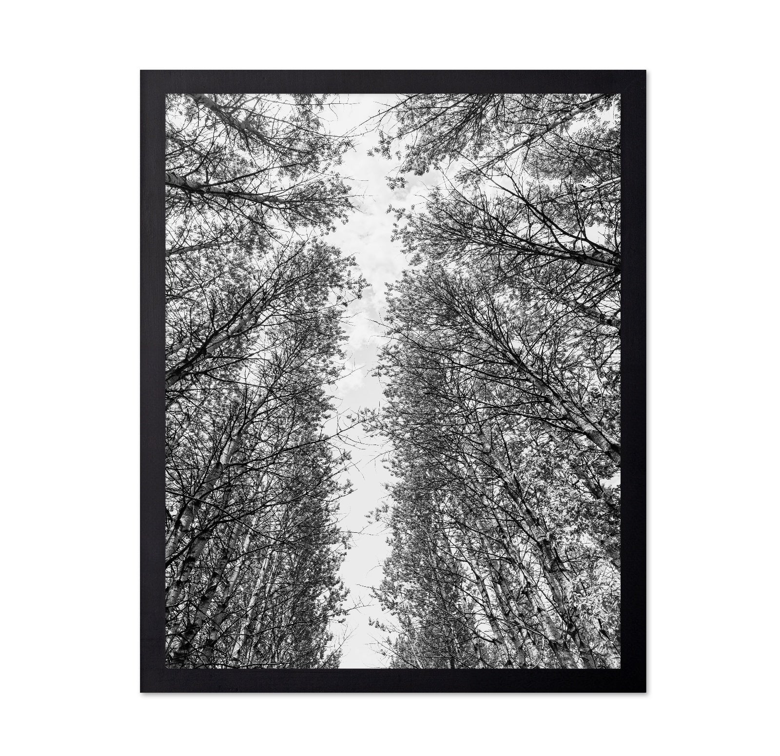 Skyward Forest