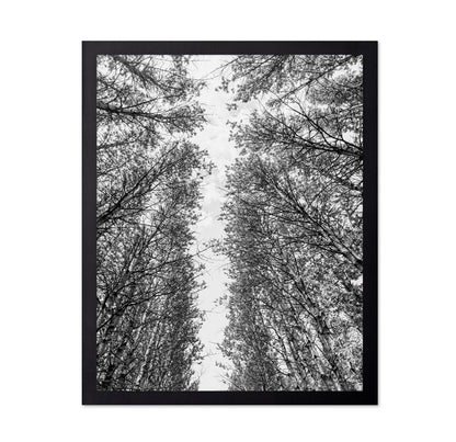 Skyward Forest