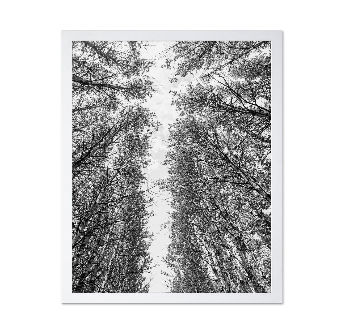 Skyward Forest