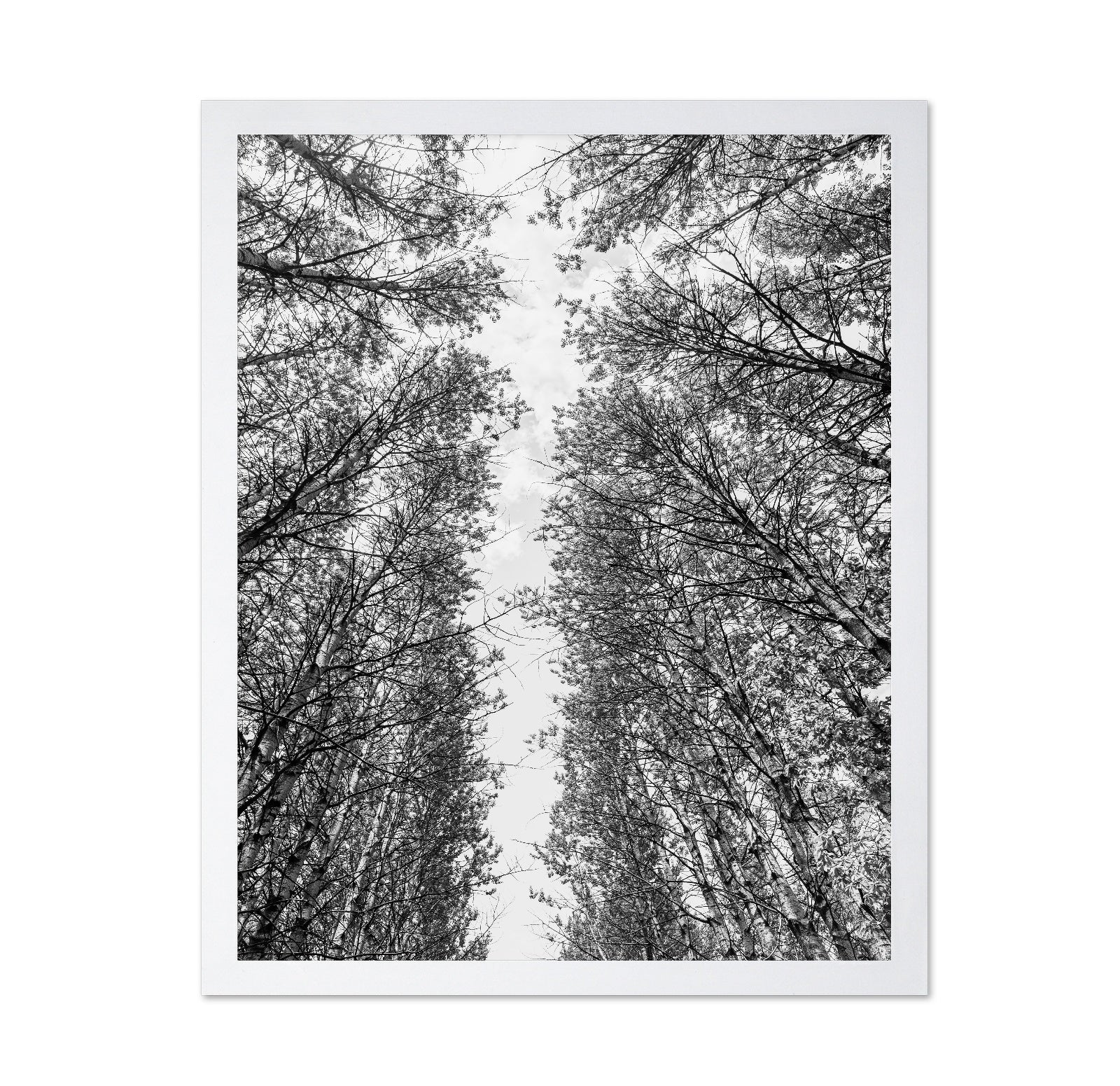 Skyward Forest