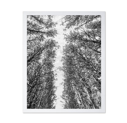 Skyward Forest