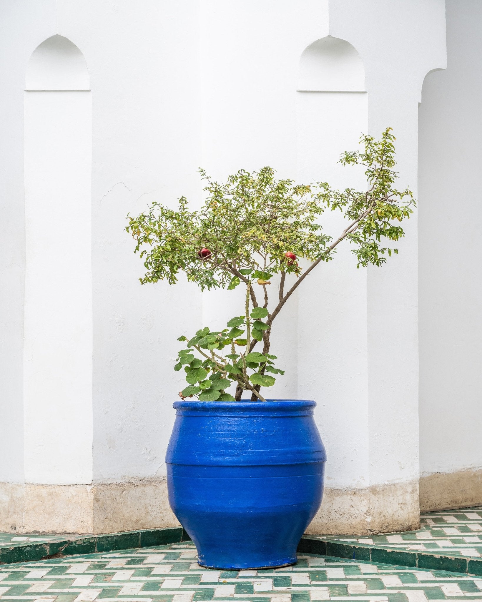 Blue Pot Garden