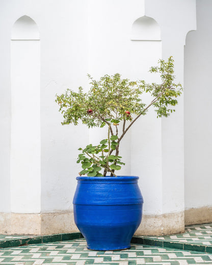 Blue Pot Garden