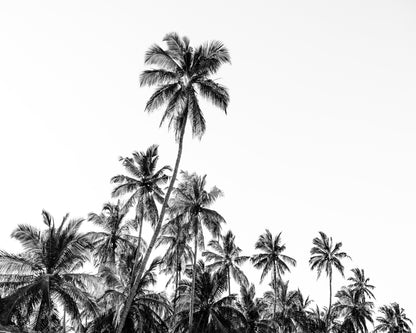 Tropical Palm Silhouette