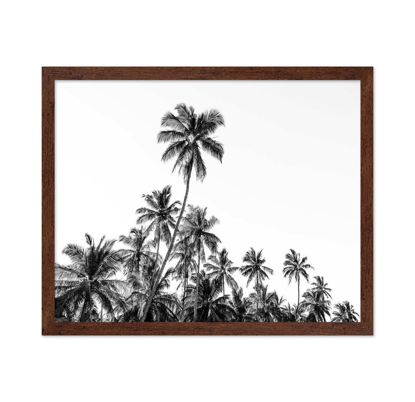 Tropical Palm Silhouette