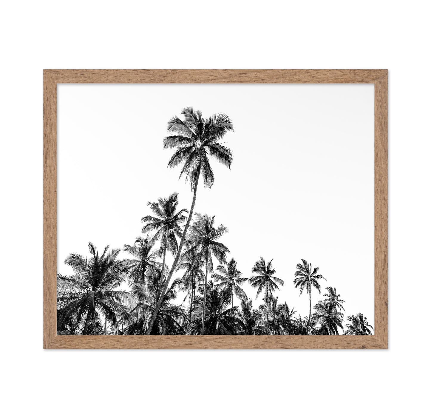 Tropical Palm Silhouette