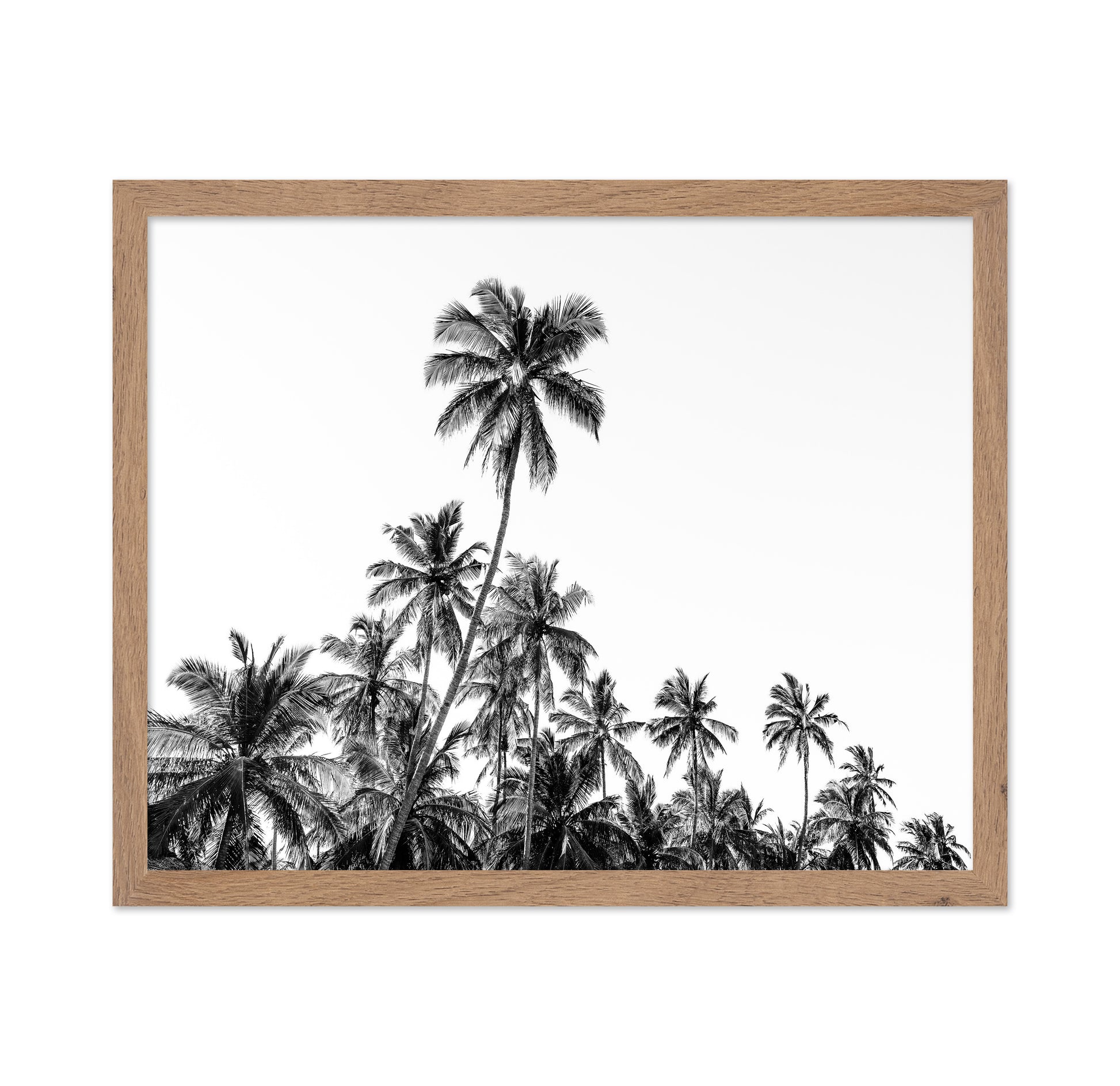 Tropical Palm Silhouette
