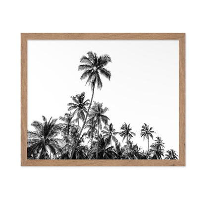 Tropical Palm Silhouette