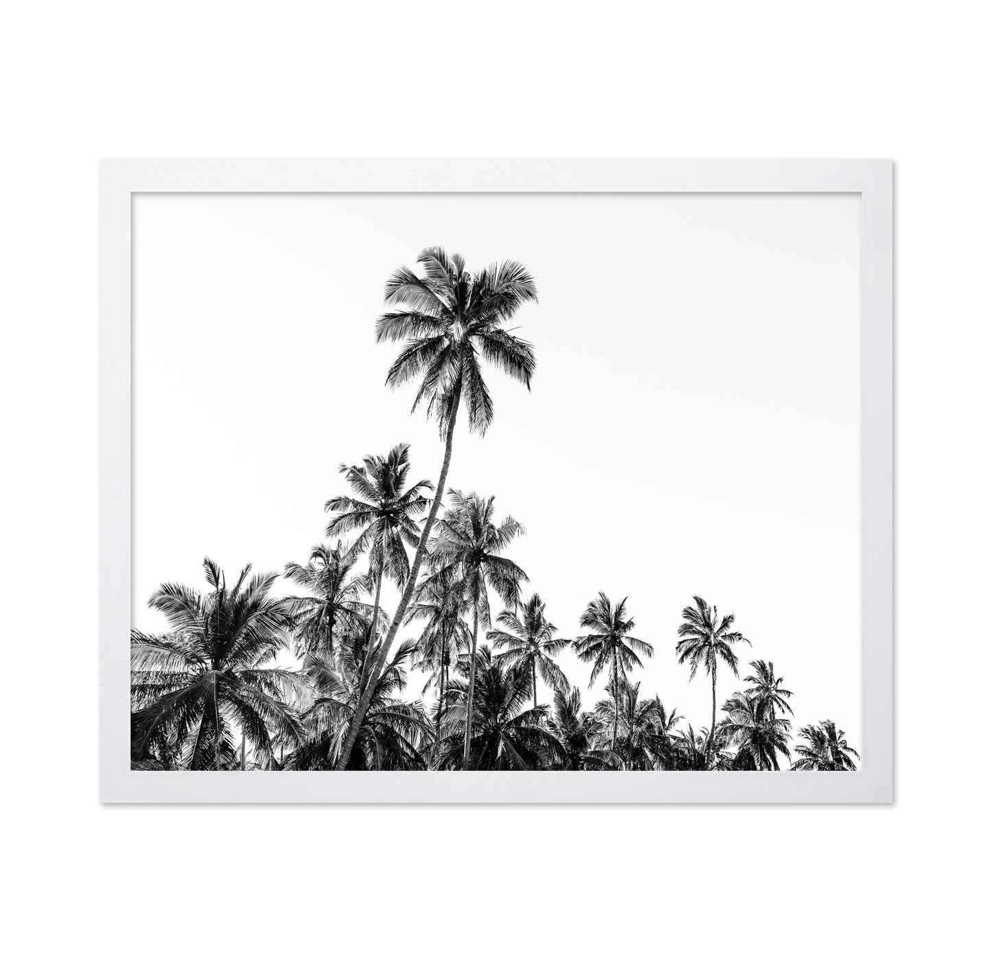 Tropical Palm Silhouette
