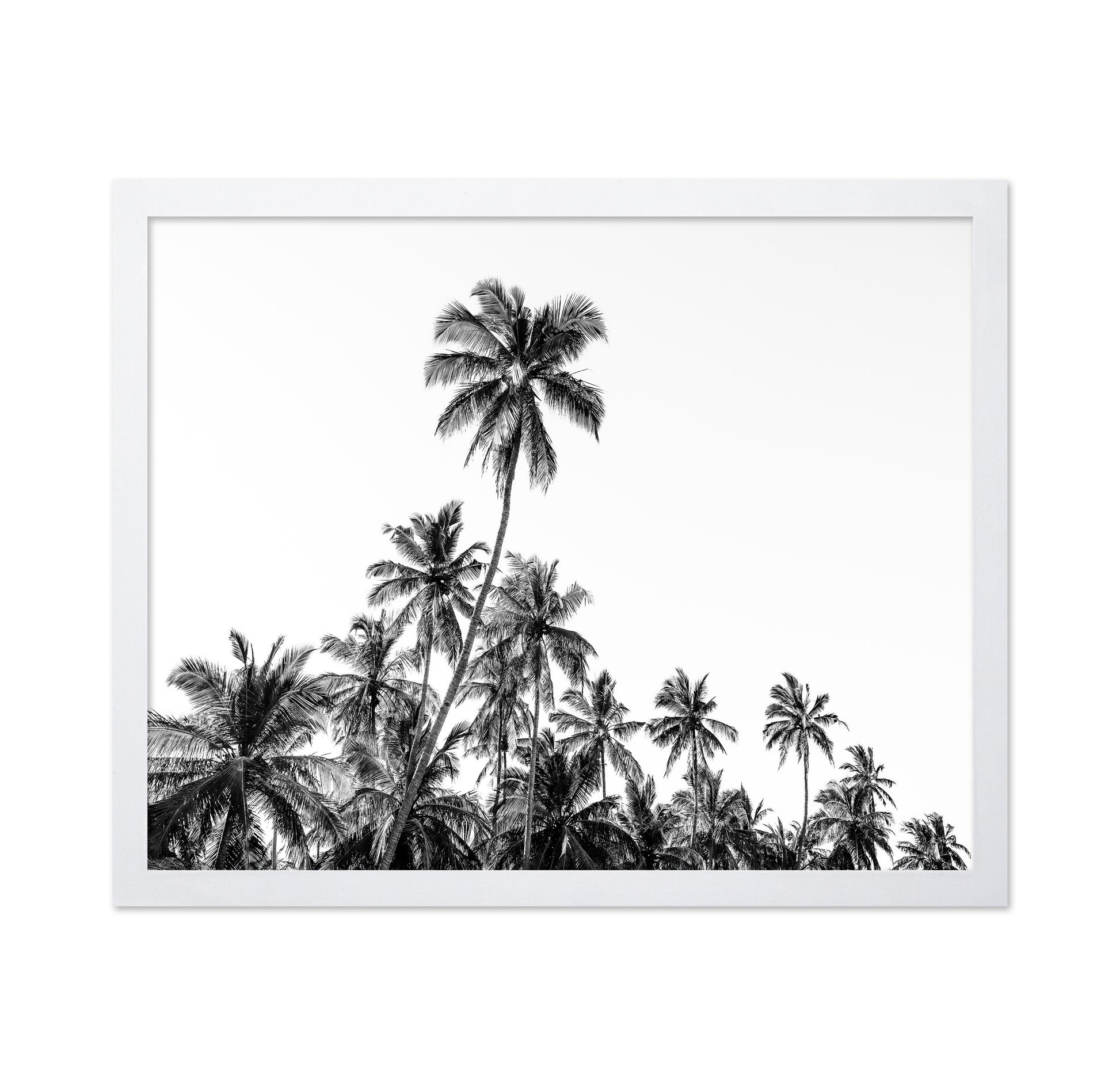 Tropical Palm Silhouette