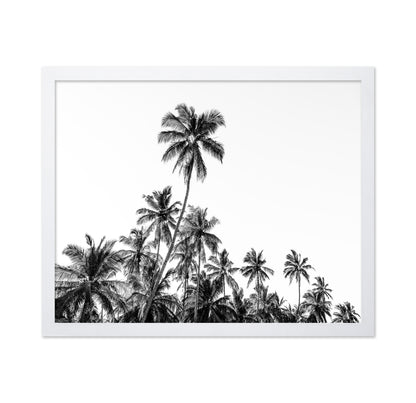 Tropical Palm Silhouette