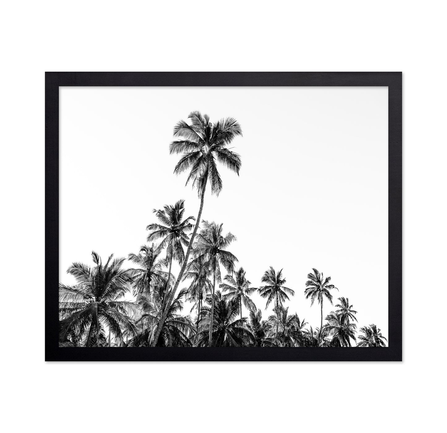 Tropical Palm Silhouette