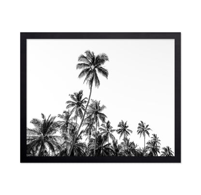 Tropical Palm Silhouette