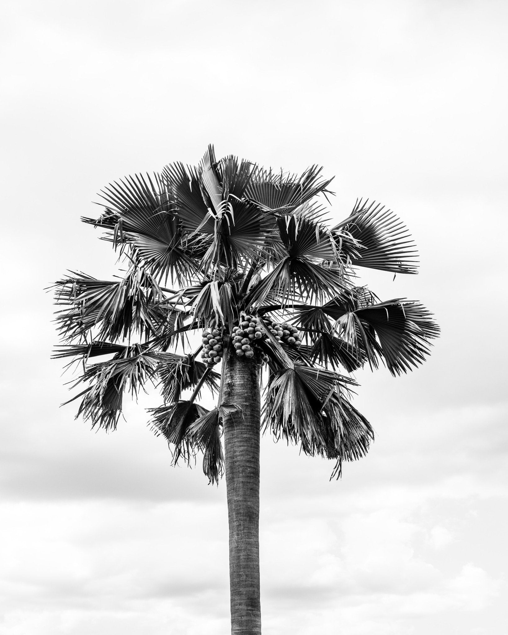 Palm Tree Monochrome