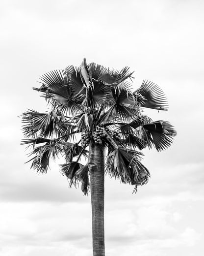 Palm Tree Monochrome