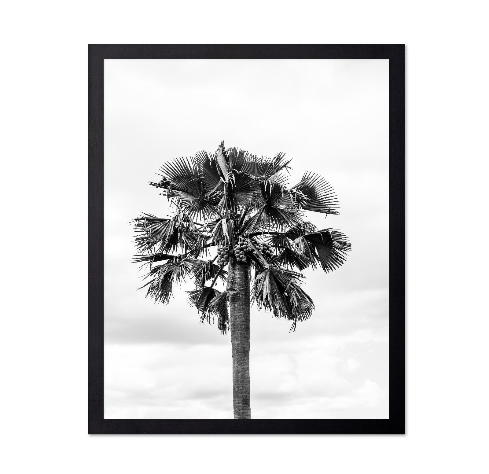 Palm Tree Monochrome