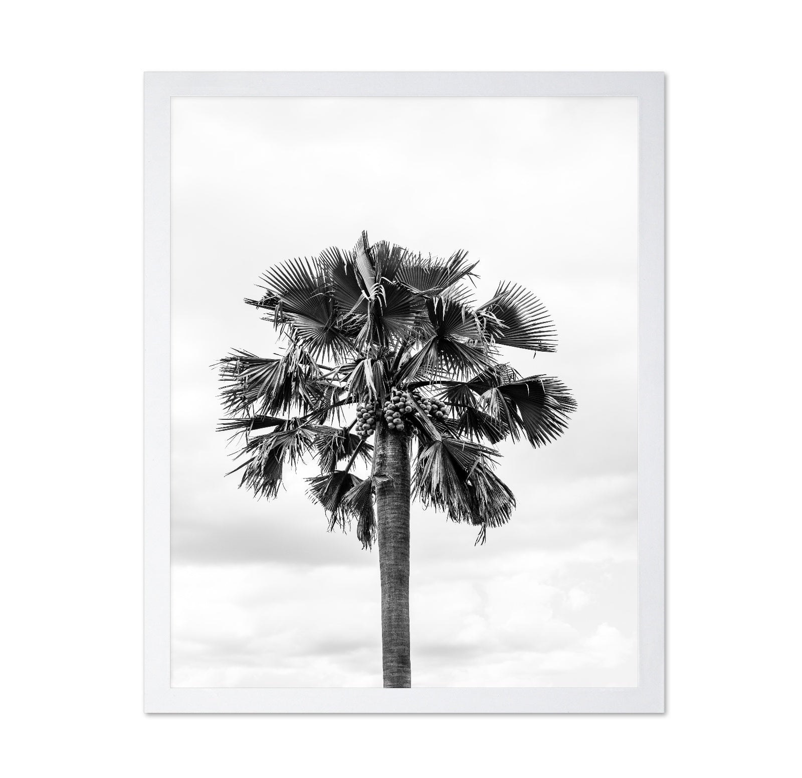 Palm Tree Monochrome