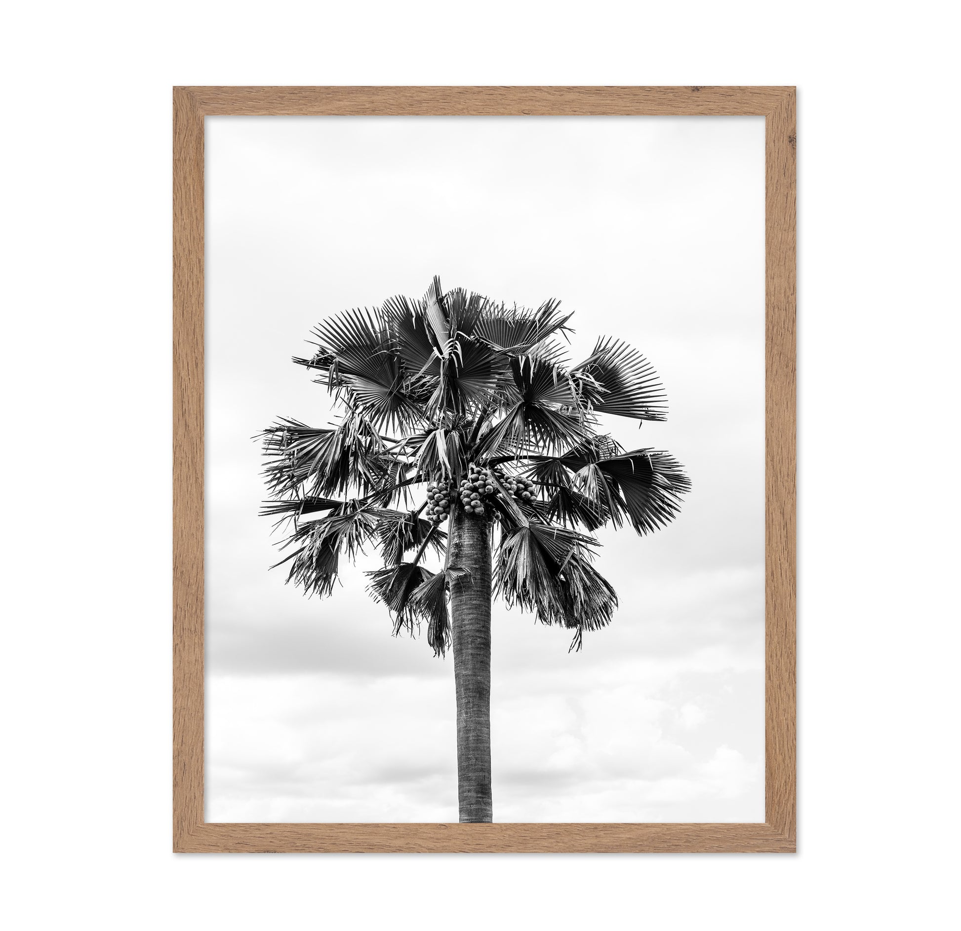 Palm Tree Monochrome