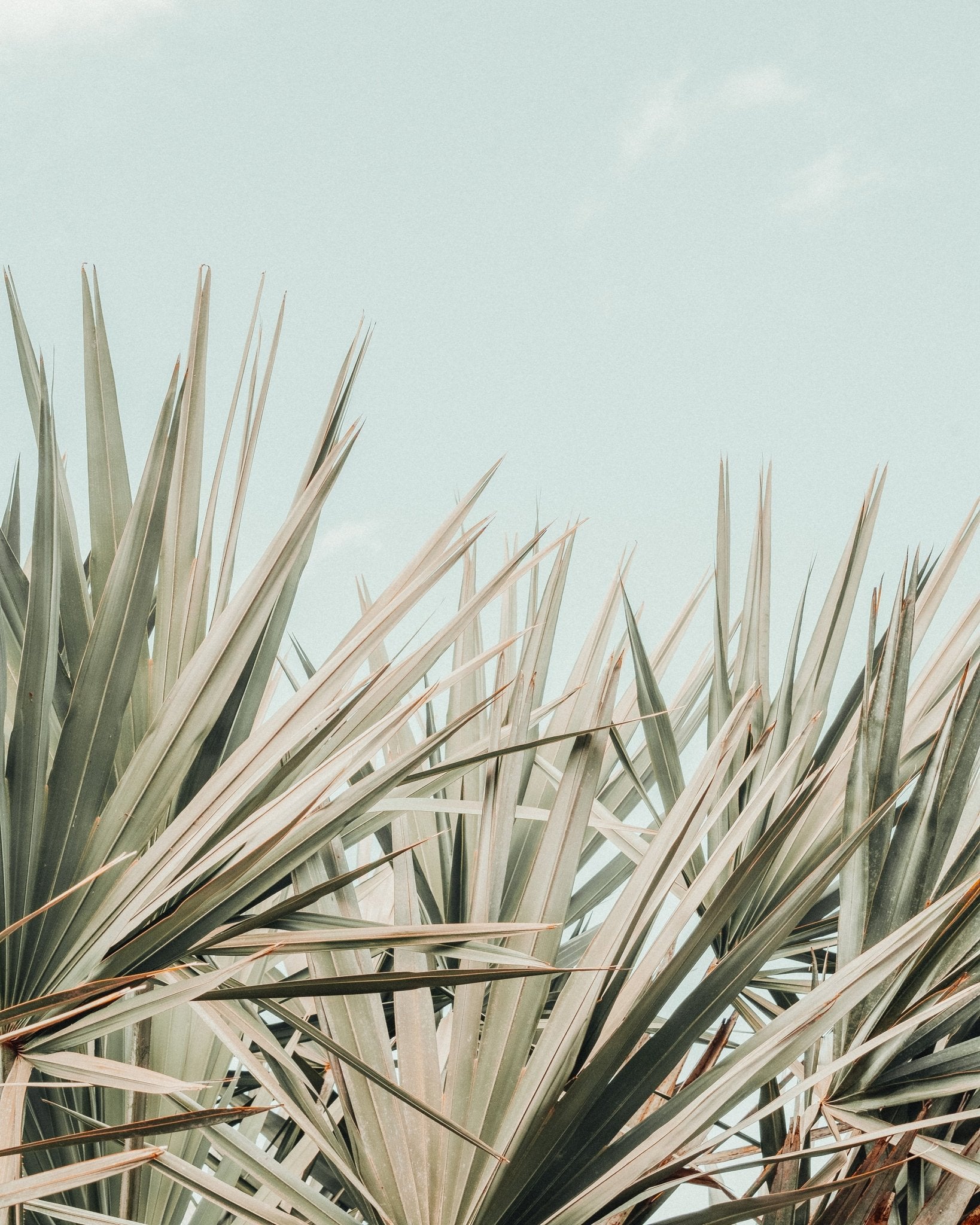 Tropical Palm Leaves No2