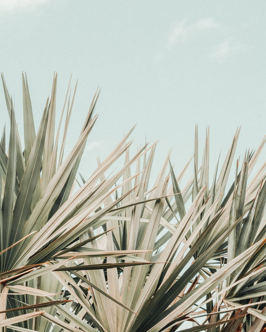 Tropical Palm Leaves No2