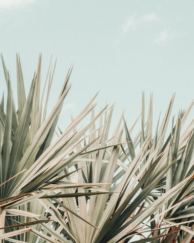 Tropical Palm Leaves No2