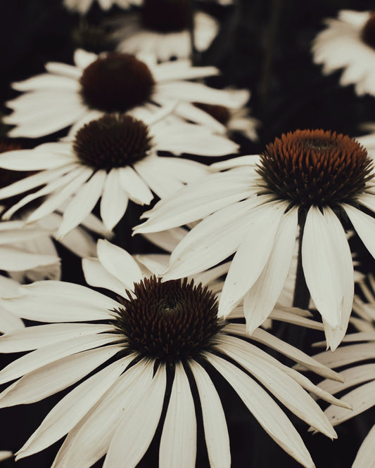 Quiet Daisy Bloom