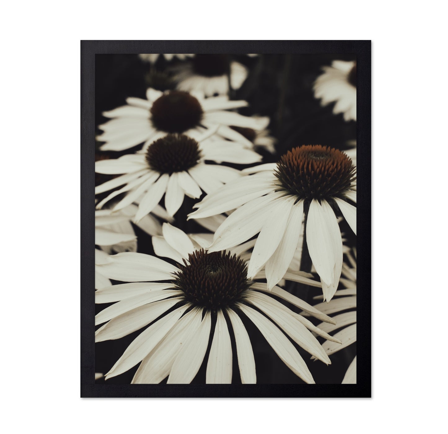 Quiet Daisy Bloom