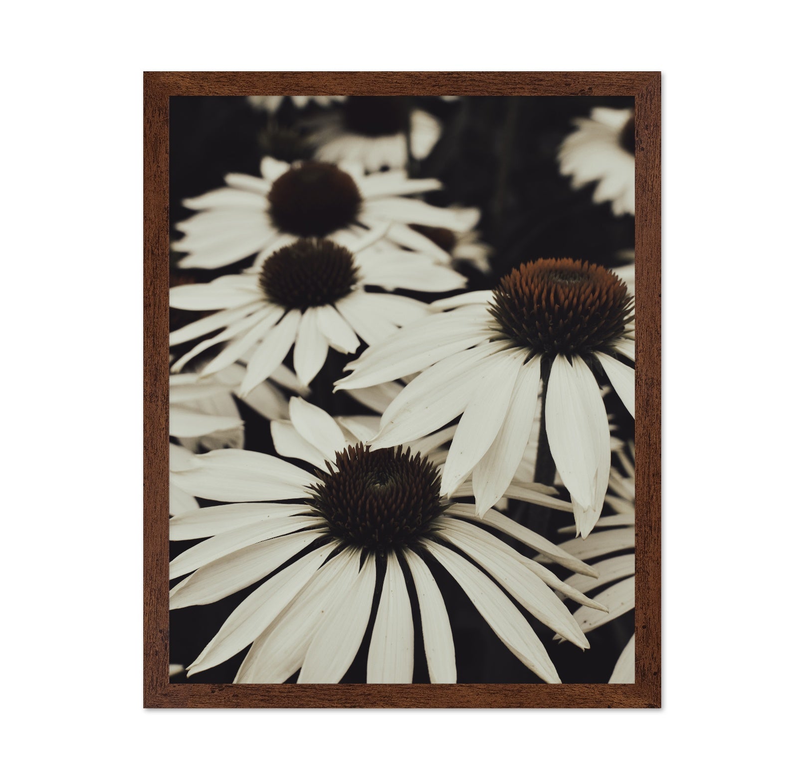 Quiet Daisy Bloom